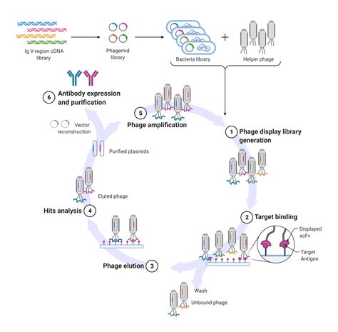 phage display breitling|phage antibody display.